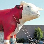 inflatable bull