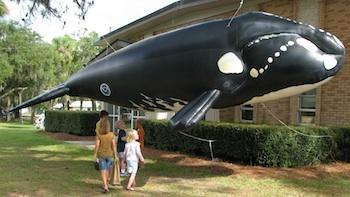 NOAA Fisheries Inflatable Right Whale at Community Event