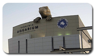 Virginia Aquarium's Inflatable Komodo Dragon on Museum Rooftop